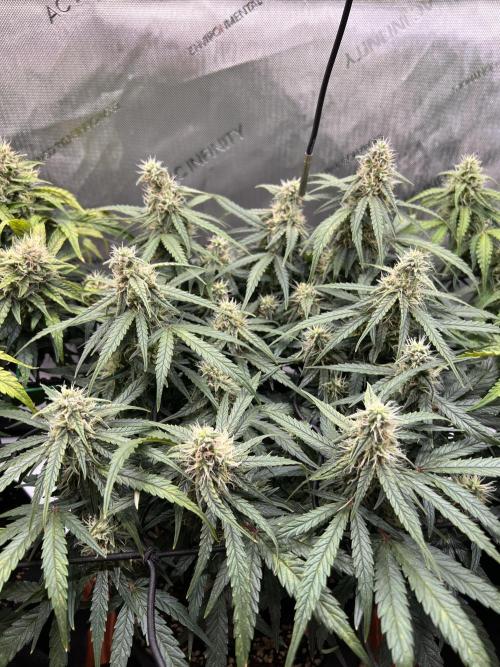 Strong & Stony – Miss Titanica. Week 8