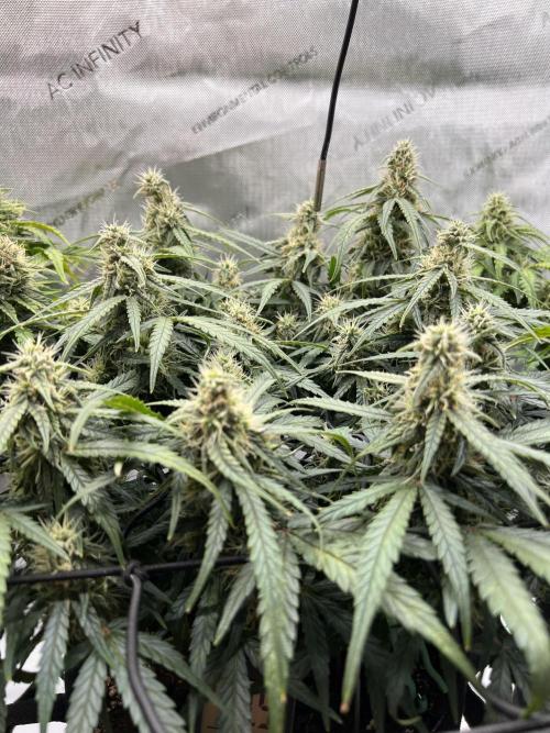 Strong & Stony – Miss Titanica. Week 8