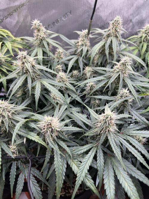 Strong & Stony – Miss Titanica. Week 8