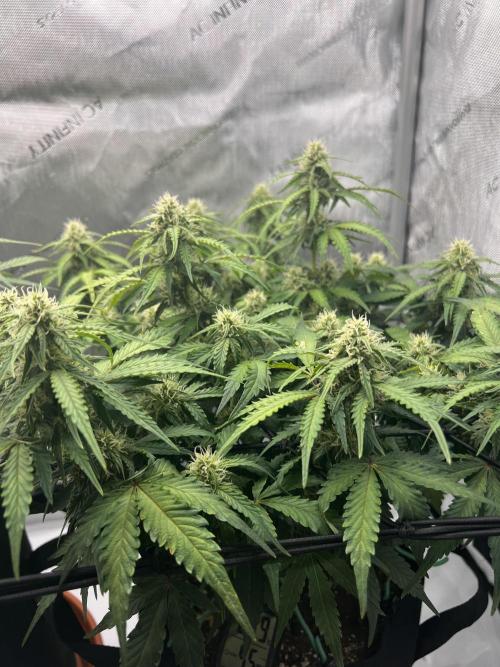 Piece of Cake - Miss Frostina. Week 8