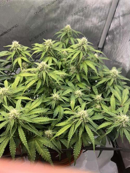 Piece of Cake - Miss Frostina. Week 8