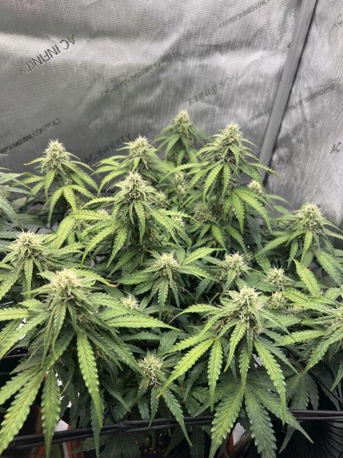 Piece of Cake - Miss Frostina. Week 8