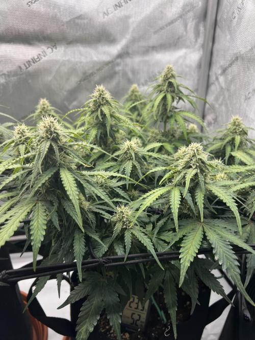 Piece of Cake - Miss Frostina. Week 8