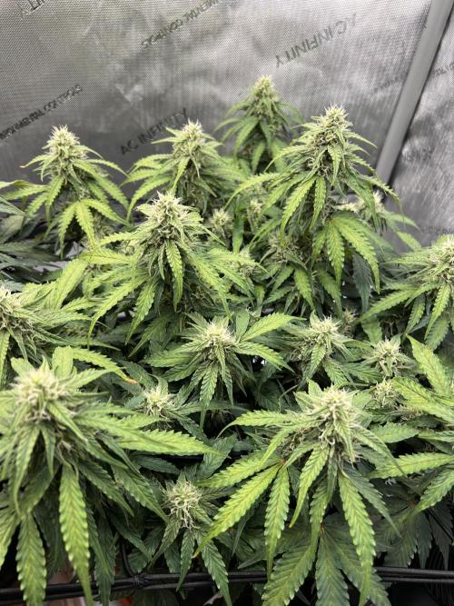 Piece of Cake - Miss Frostina. Week 8