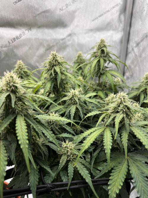 Piece of Cake - Miss Frostina. Week 8