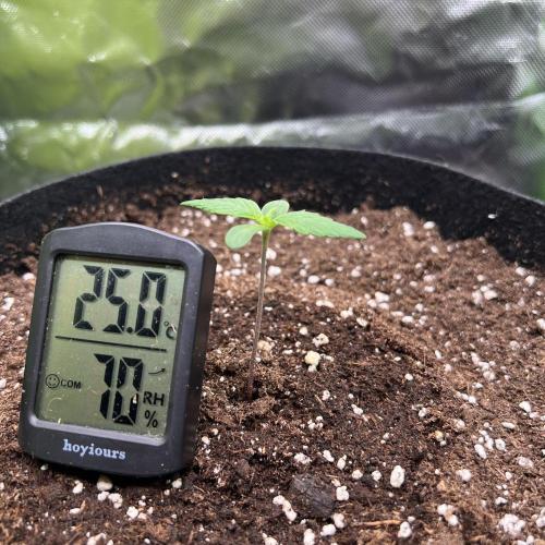 Ghost in the Grow – Lady Frostbite. Week 1