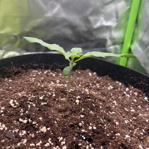 Ghost in the Grow – Lady Frostbite. Week 1