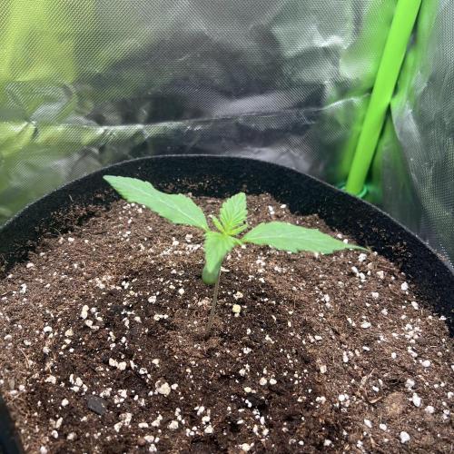 Ghost in the Grow – Lady Frostbite. Week 1