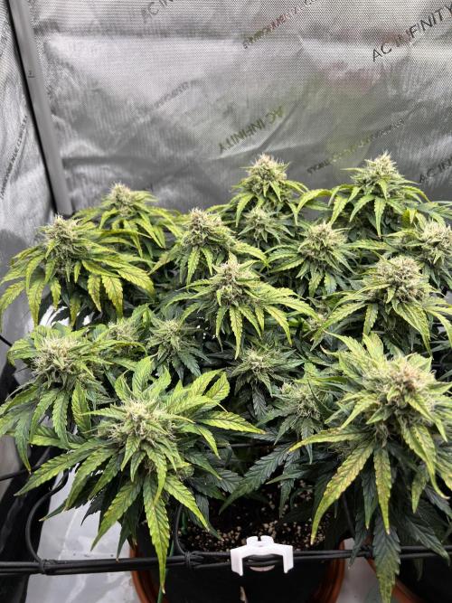 Jack the Tripper – Lady Hazel. Week 9