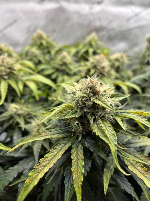 Jack the Tripper – Lady Hazel. Week 9