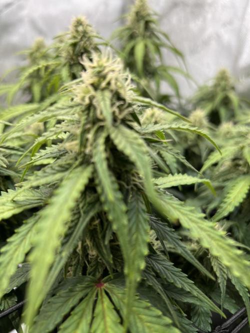 Jack the Tripper – Lady Hazel. Week 9