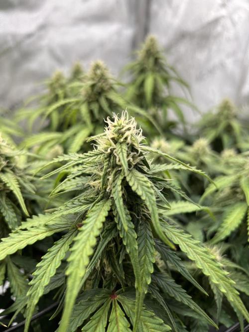 Jack the Tripper – Lady Hazel. Week 9