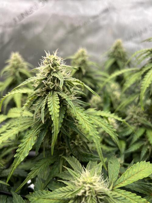 Jack the Tripper – Lady Hazel. Week 9