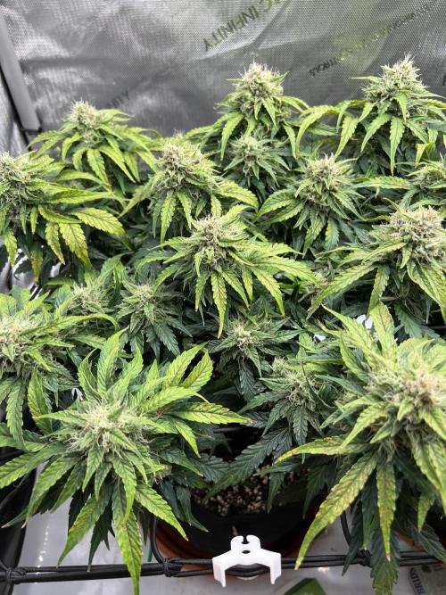 Jack the Tripper – Lady Hazel. Week 9