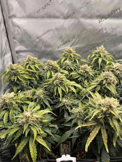 Jack the Tripper – Lady Hazel. Week 9