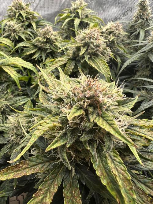 Jack the Tripper – Lady Hazel. Week 9