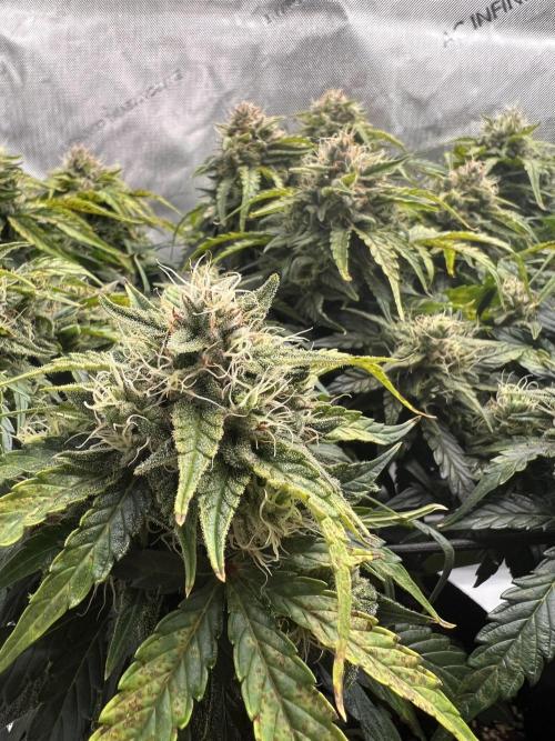 Jack the Tripper – Lady Hazel. Week 9