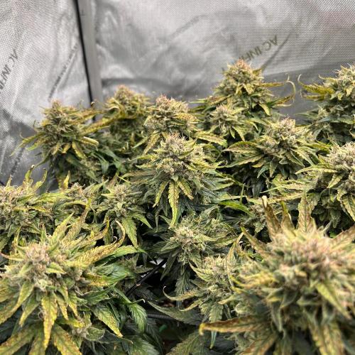 Jack the Tripper – Lady Hazel. Week 10