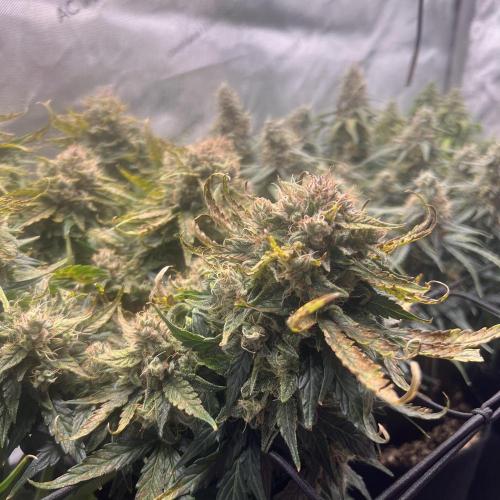 Jack the Tripper – Lady Hazel. Week 10