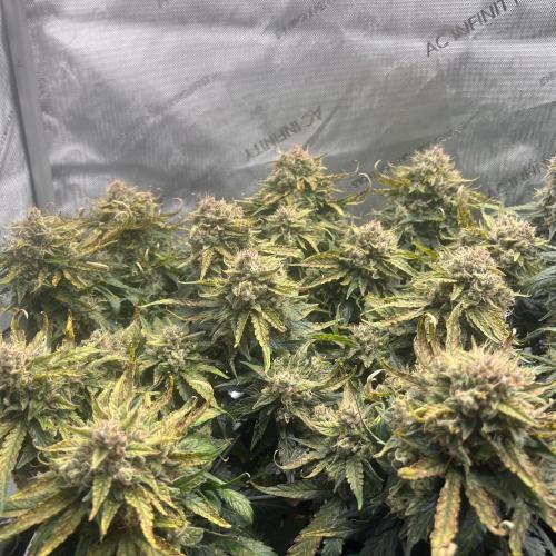 Jack the Tripper – Lady Hazel. Week 10