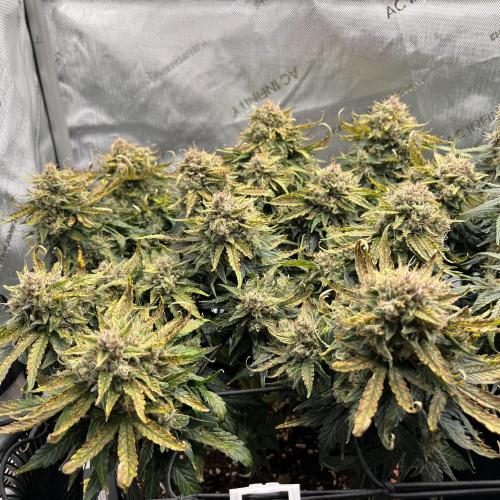 Jack the Tripper – Lady Hazel. Week 10