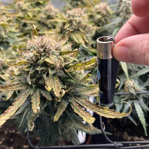 Jack the Tripper – Lady Hazel. Week 10