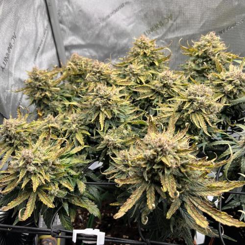 Jack the Tripper – Lady Hazel. Week 10