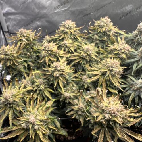 Jack the Tripper – Lady Hazel. Week 10