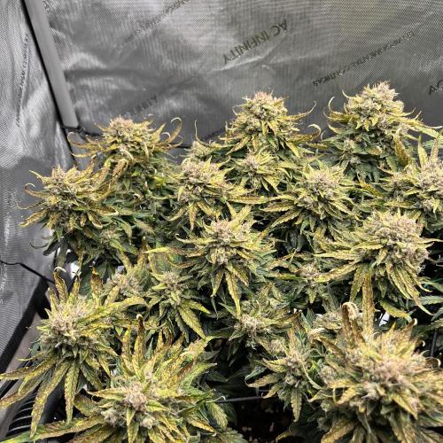 Jack the Tripper – Lady Hazel. Week 10