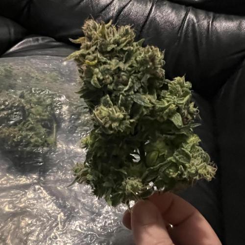 Jack the Tripper – Lady Hazel. Week 10