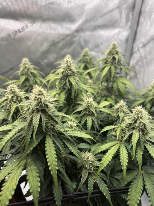 Piece of Cake - Miss Frostina. Week 9