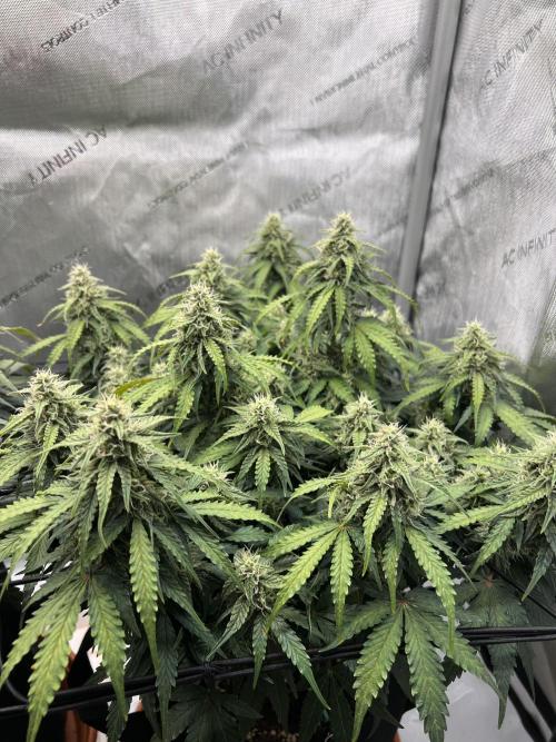 Piece of Cake - Miss Frostina. Week 9