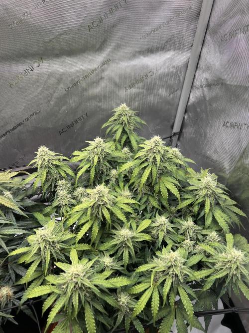 Piece of Cake - Miss Frostina. Week 9