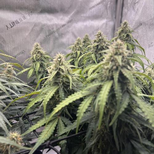 Piece of Cake - Miss Frostina. Week 9