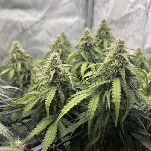 Piece of Cake - Miss Frostina. Week 9