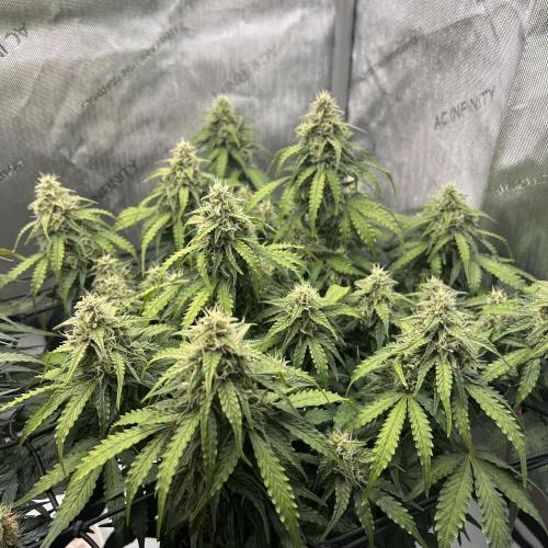 Piece of Cake - Miss Frostina. Week 9