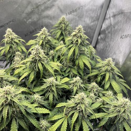 Piece of Cake - Miss Frostina. Week 9