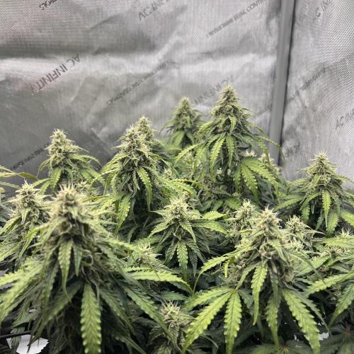 Piece of Cake - Miss Frostina. Week 9