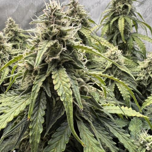 Piece of Cake - Miss Frostina. Week 9