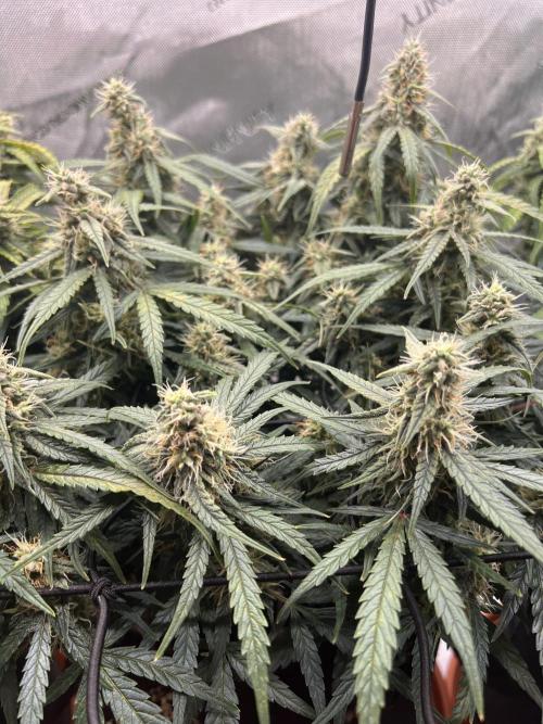 Strong & Stony – Miss Titanica. Week 9