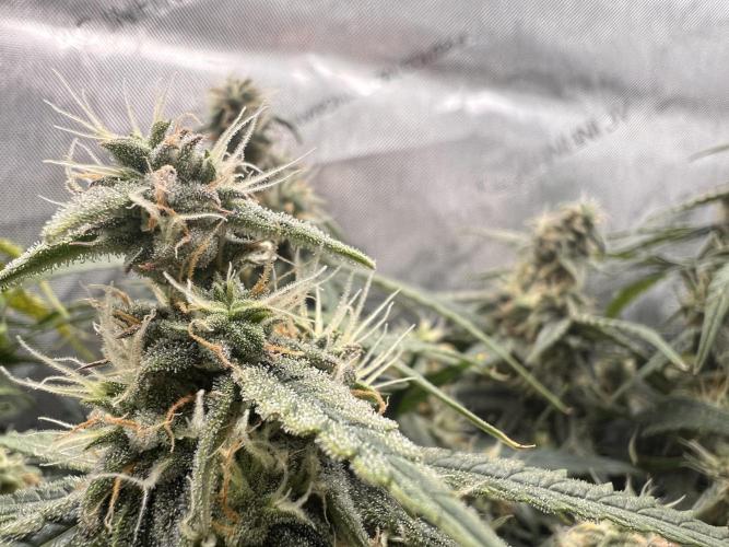 Strong & Stony – Miss Titanica. Week 9