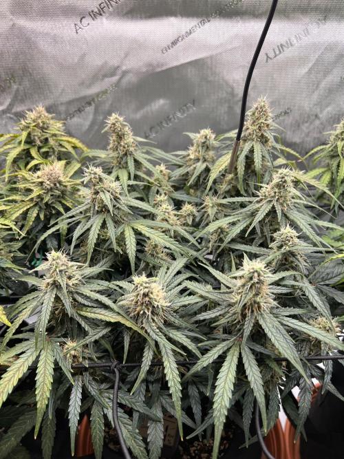 Strong & Stony – Miss Titanica. Week 9