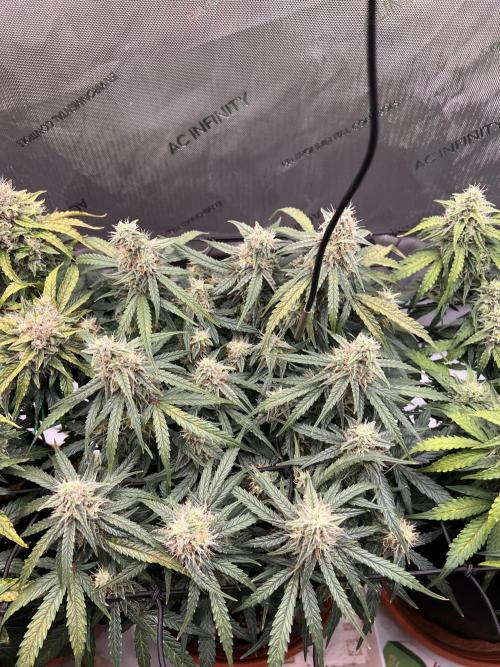 Strong & Stony – Miss Titanica. Week 9