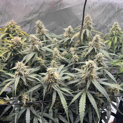 Strong & Stony – Miss Titanica. Week 9