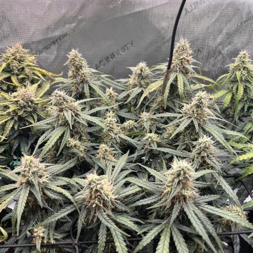 Strong & Stony – Miss Titanica. Week 10