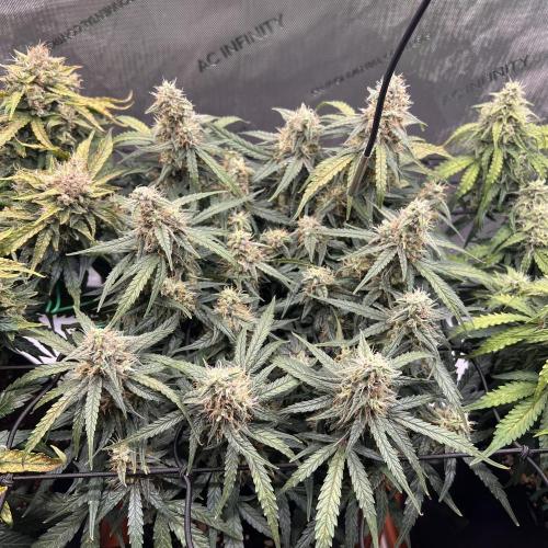 Strong & Stony – Miss Titanica. Week 10