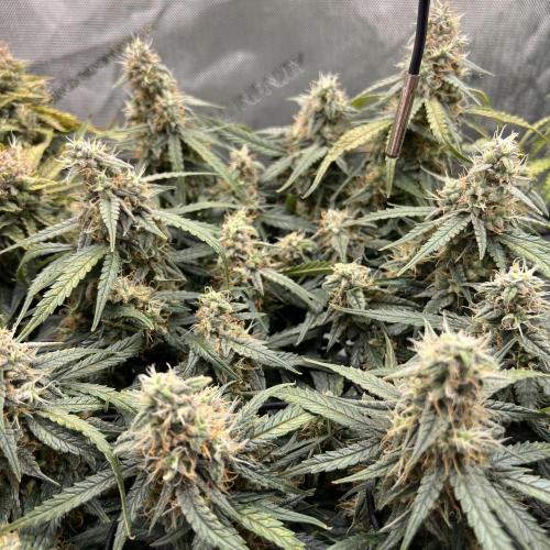 Strong & Stony – Miss Titanica. Week 10