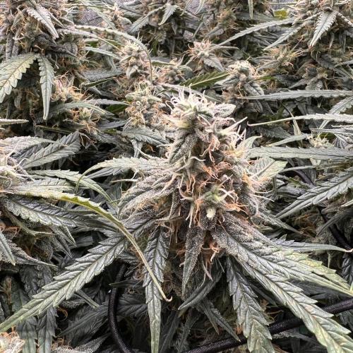 Strong & Stony – Miss Titanica. Week 10