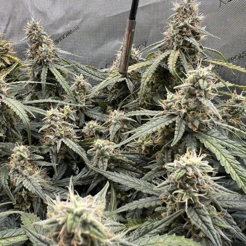 Strong & Stony – Miss Titanica. Week 10