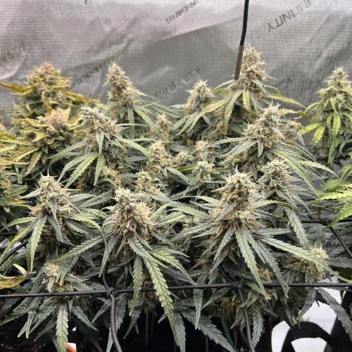 Strong & Stony – Miss Titanica. Week 10